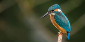 A kingfisher perched on a small branch