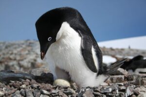 Adelie Penguins were one of four Antarctic-dependent species studied © Heather Lynch