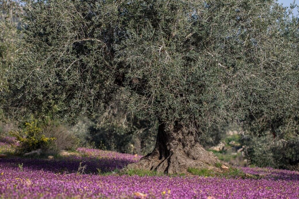 Ancient Olive Orchards in Palestine © Ahmad Al Omari