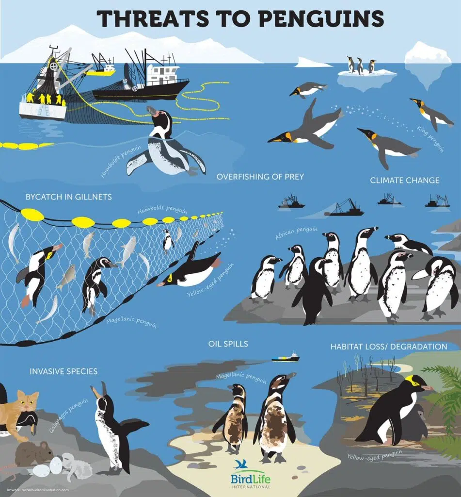 Threats to penguins infographic