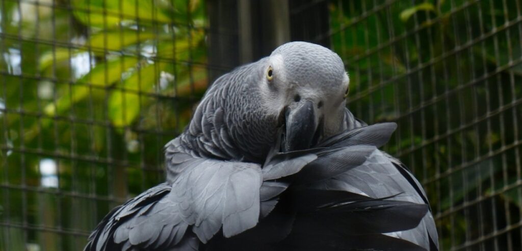 The Illicit Parrot Trafficking Industry: A Multi-Billion Dollar Harm to People and Birds