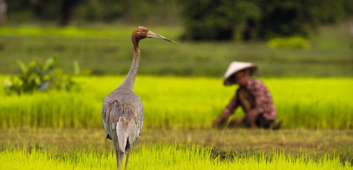Lænestol detektor Lam Cambodia - NatureLife Cambodia - BirdLife International