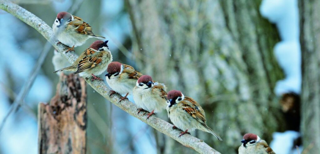 Eurasian Tree Sparrows on a tree branch © HIH Princess Takamado