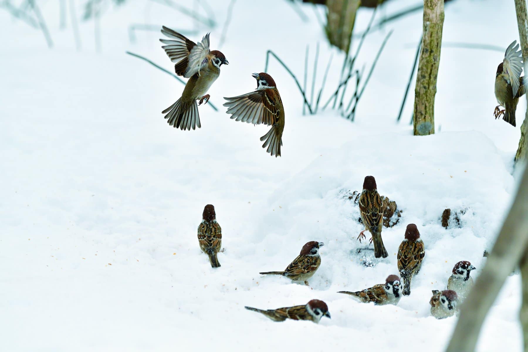 A flock of Eurasian Tree Sparrows on the snow field © HIH Princess Takamado