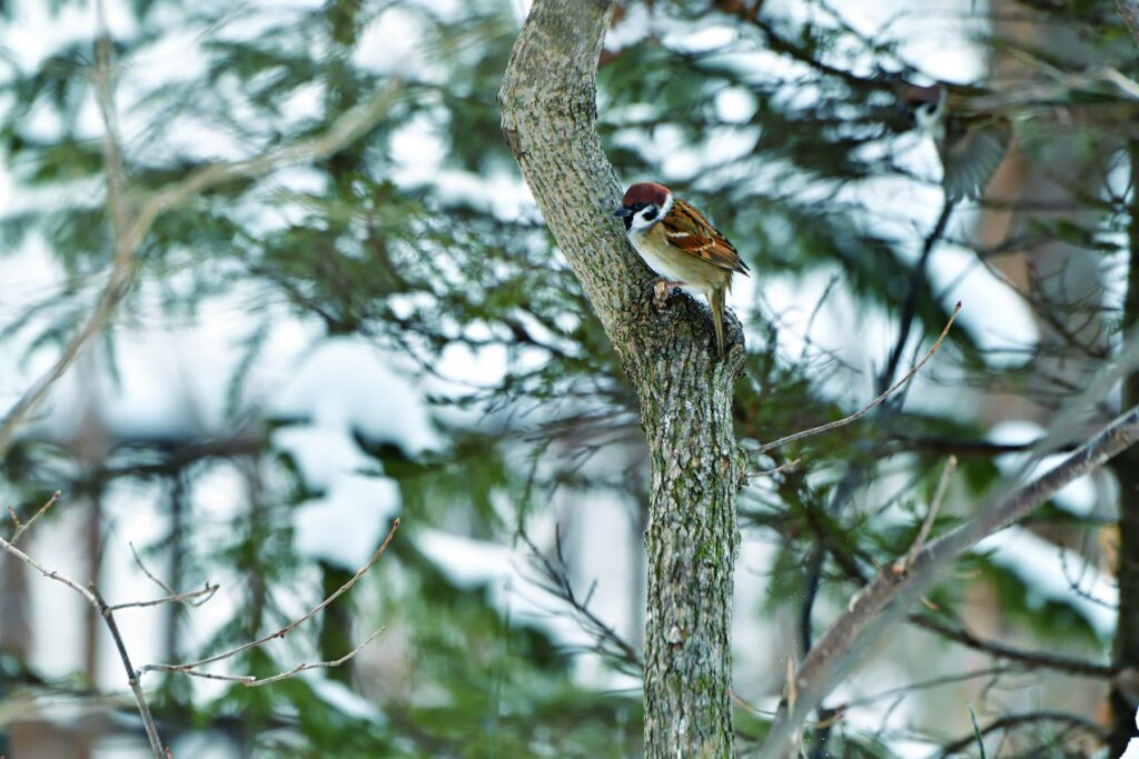 Birdwatchers use the tree sparrow as “a ruler bird” when they indicate the size of other birds © HIH Princess Takamado