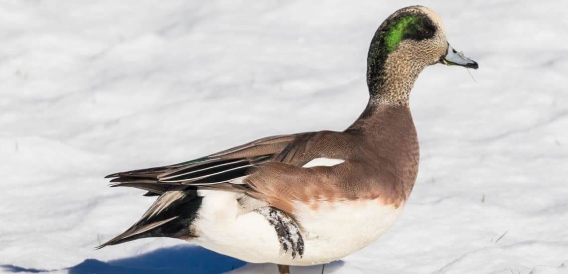 The American Wigeon's population is declining due to habitat loss © Andrew A Reding / Flickr