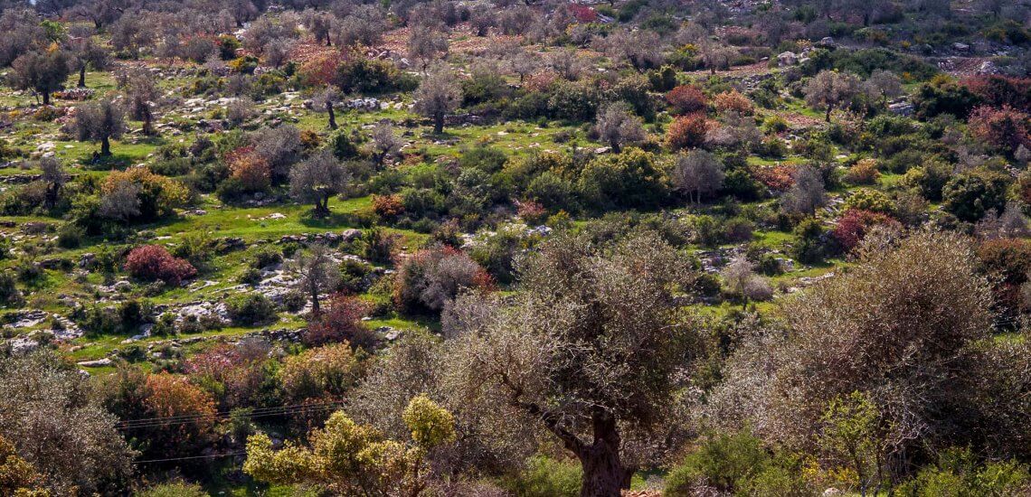 Ancient Olive Orchards in Palestine - © Ahmad Al Omari