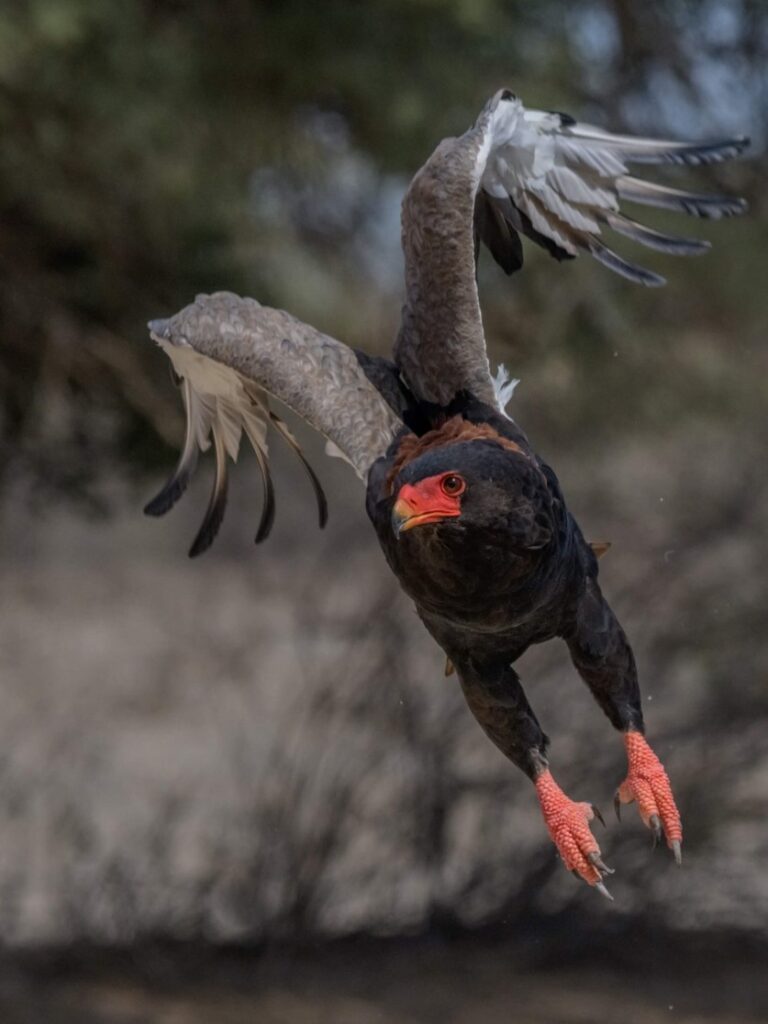 The Bateleur is named for its tumbling aerial manoeuvres © Tobie Oosthuizen / Shutterstock