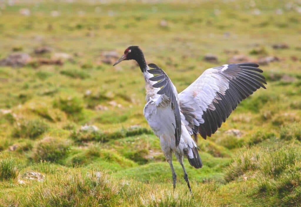 Bhutan holds an annual "crane festival" to help the Black-necked Crane © Candle Tree