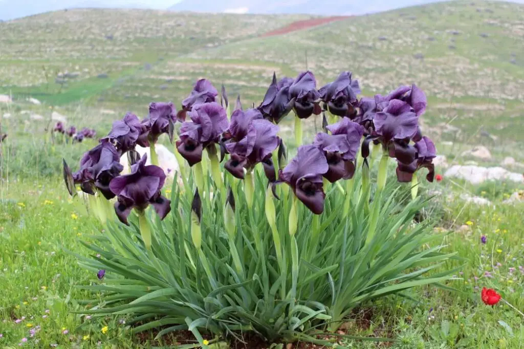 Iris atrofusca in Tubas, Palestine © Anton Khalilieh