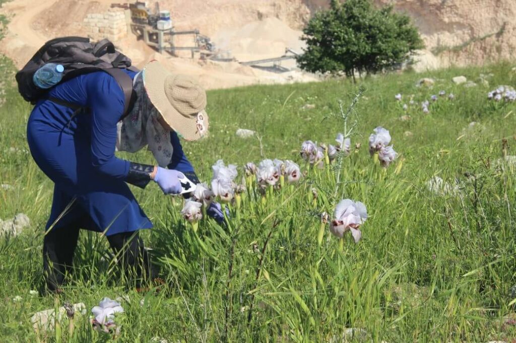 Iris lortetii data collection in Nablus, Palestine © Rana Jamous