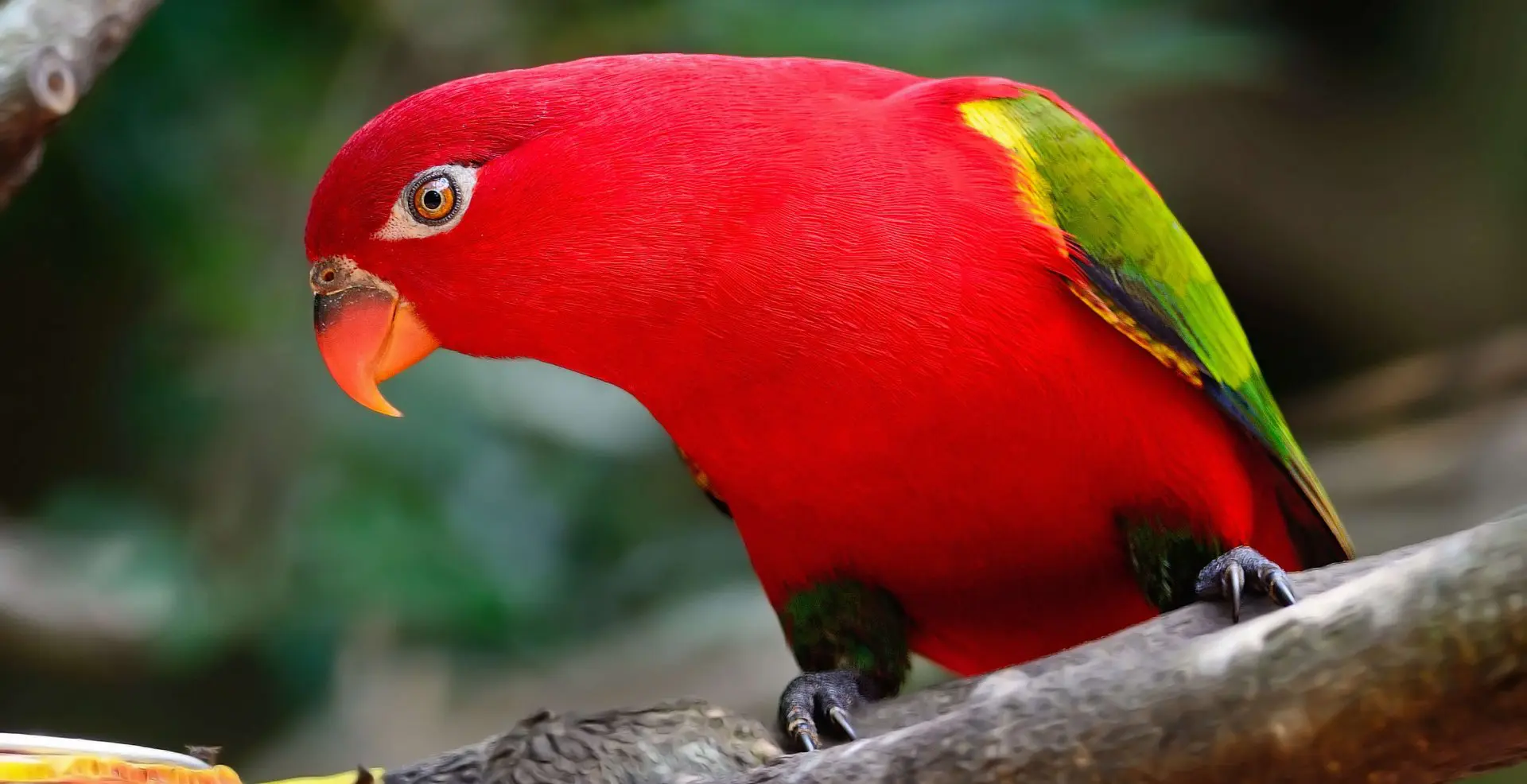The Red List - BirdLife International