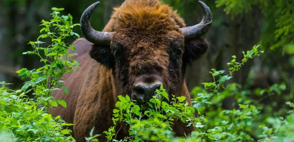The European Bison has moved from Vulnerable to Near Threatened © Rafał Kowalczyk