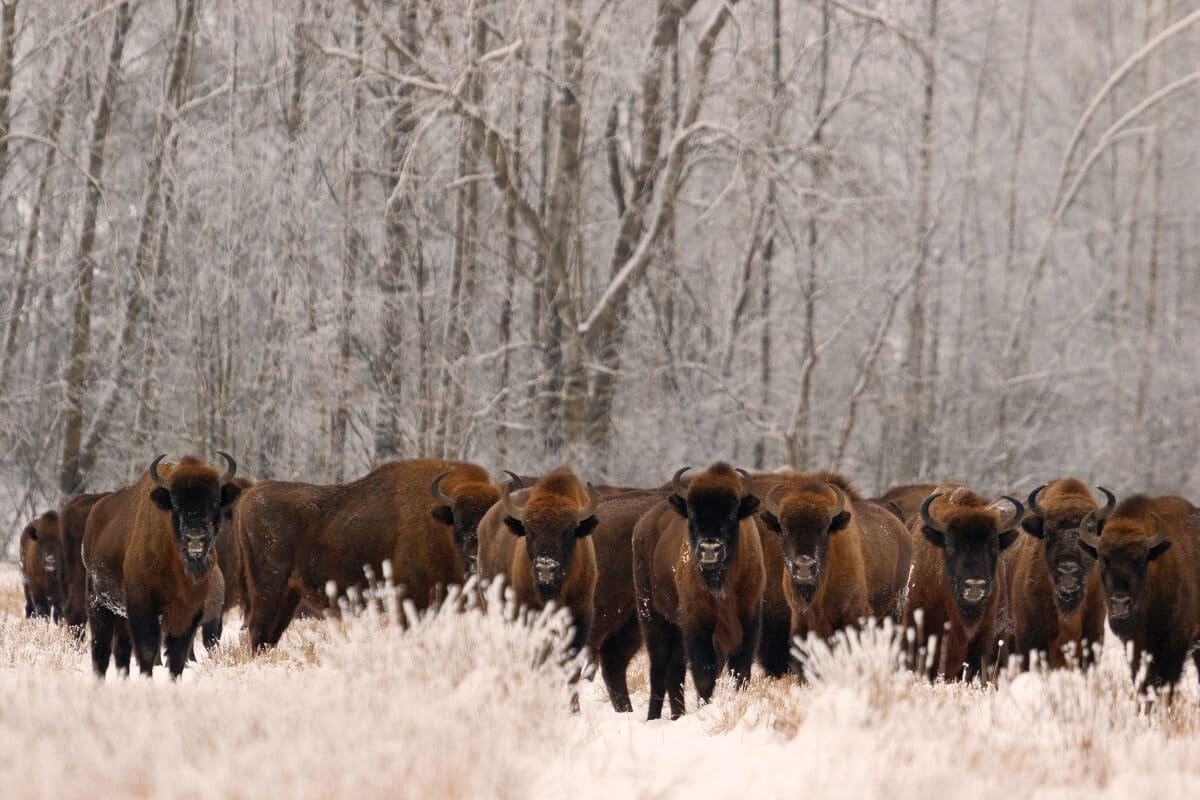 Protected areas will allow the bison to graze without disturbing farmland © Rafał Kowalczyk