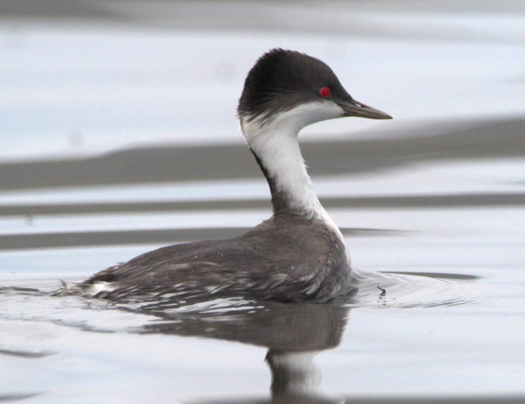 The Junín Grebe's polluted lake is being cleaned up © Gunnar Engblom, Kolibri Expeditions