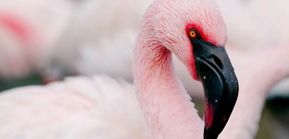 Lesser flamingo (phoeniconaias minor) © Josh More