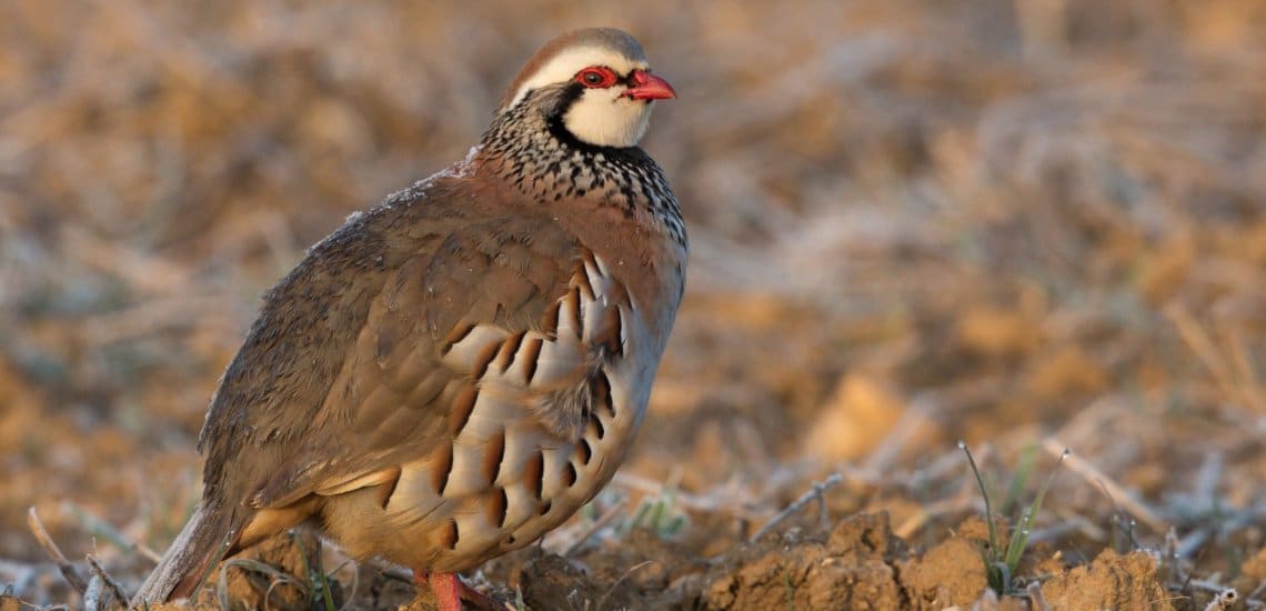 Red-legged Partridge is now Near Threatened due to over-hunting & habitat loss © Pierre Dalous