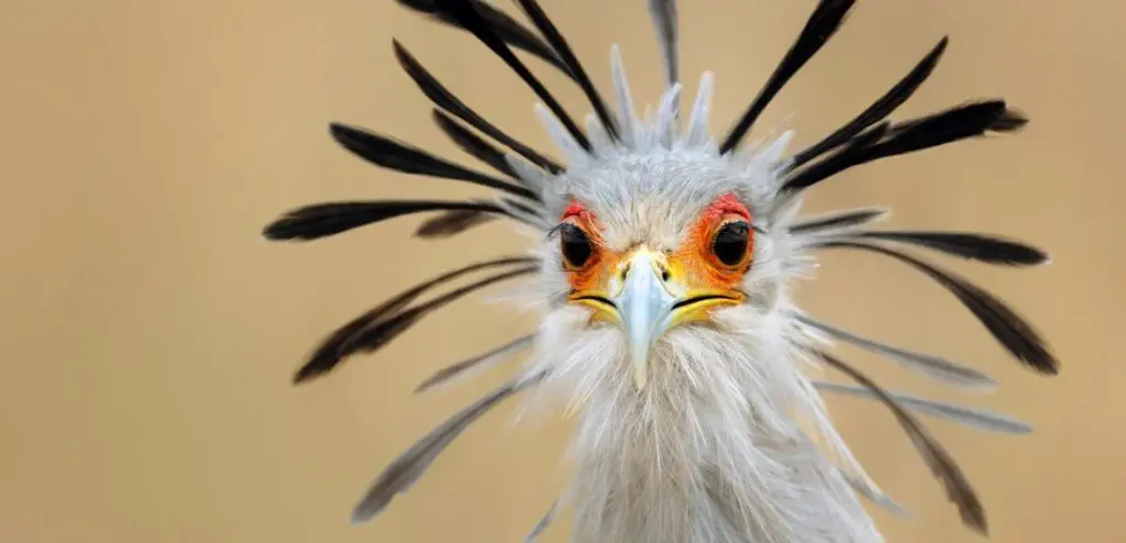 The Secretarybird is now Endangered © Johan Swanepoel / Shutterstock