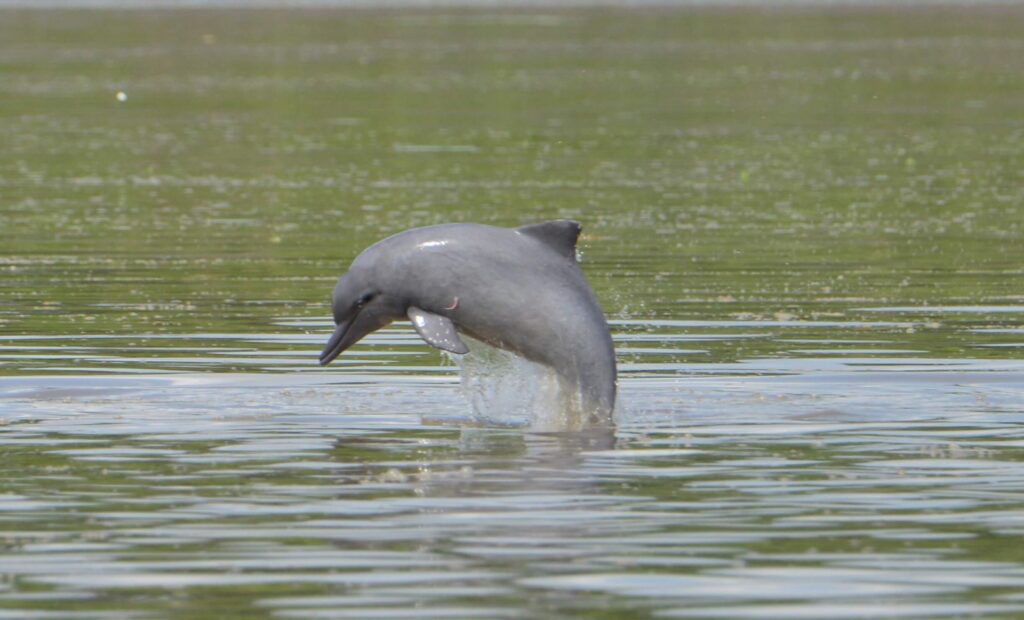 With the addition of the Tucuxi this year, all freshwater dolphins are now threatened © Fernando Trujillo
