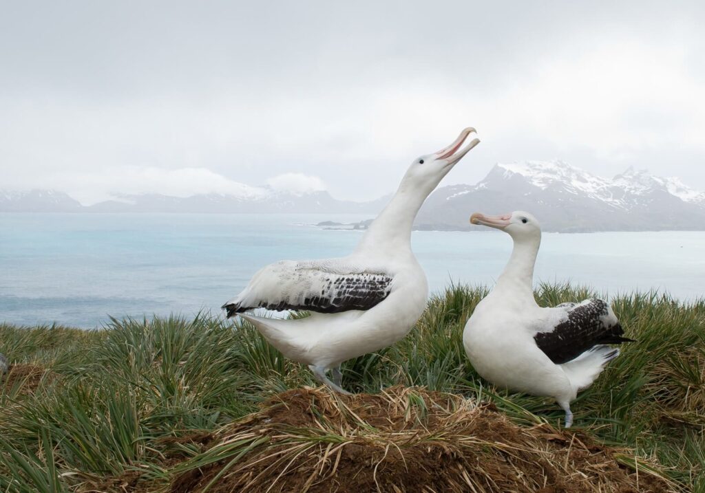 Wandering Albatross, MZPHOTO.CZ