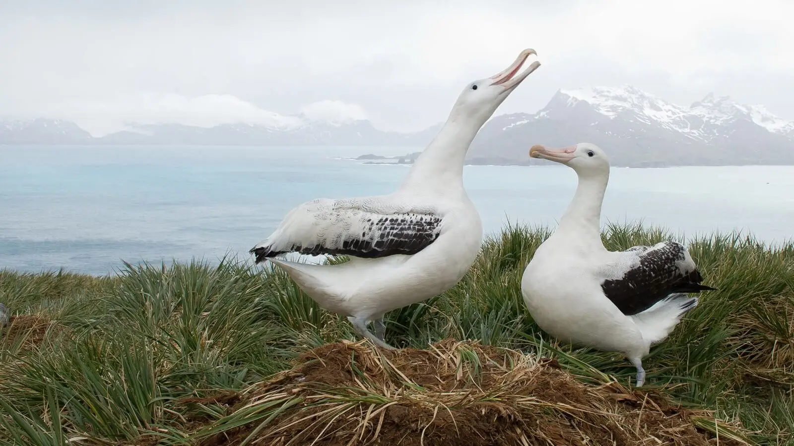 Wandering Albatross, MZPHOTO.CZ
