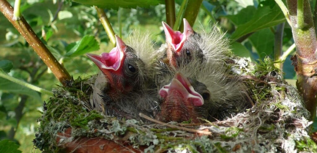 How to protect bird nests: if you love them, leave them alone