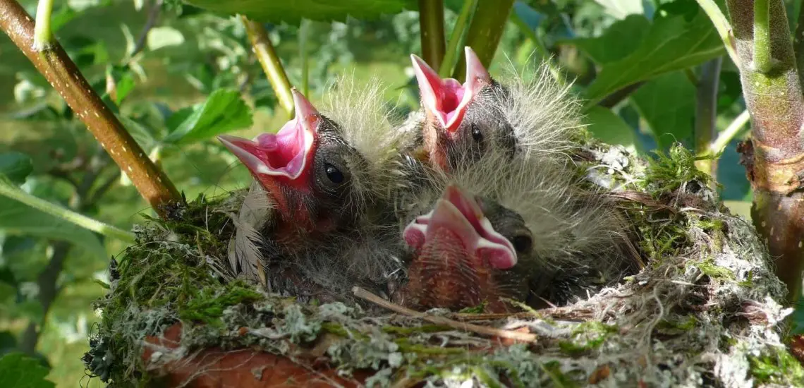 How to protect bird nests: if you love them, leave them alone - BirdLife  International