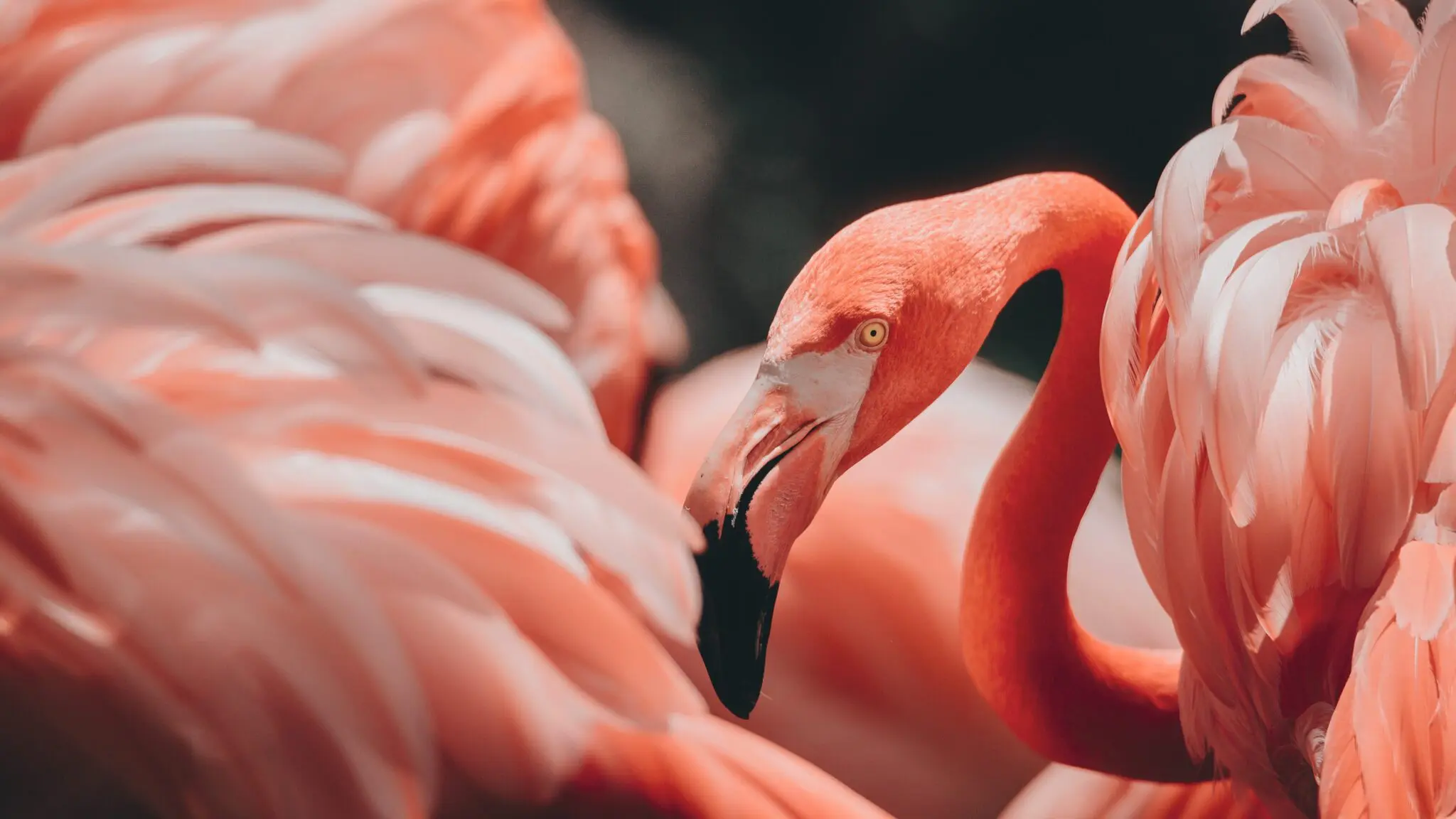 Flamingo - BirdLife International