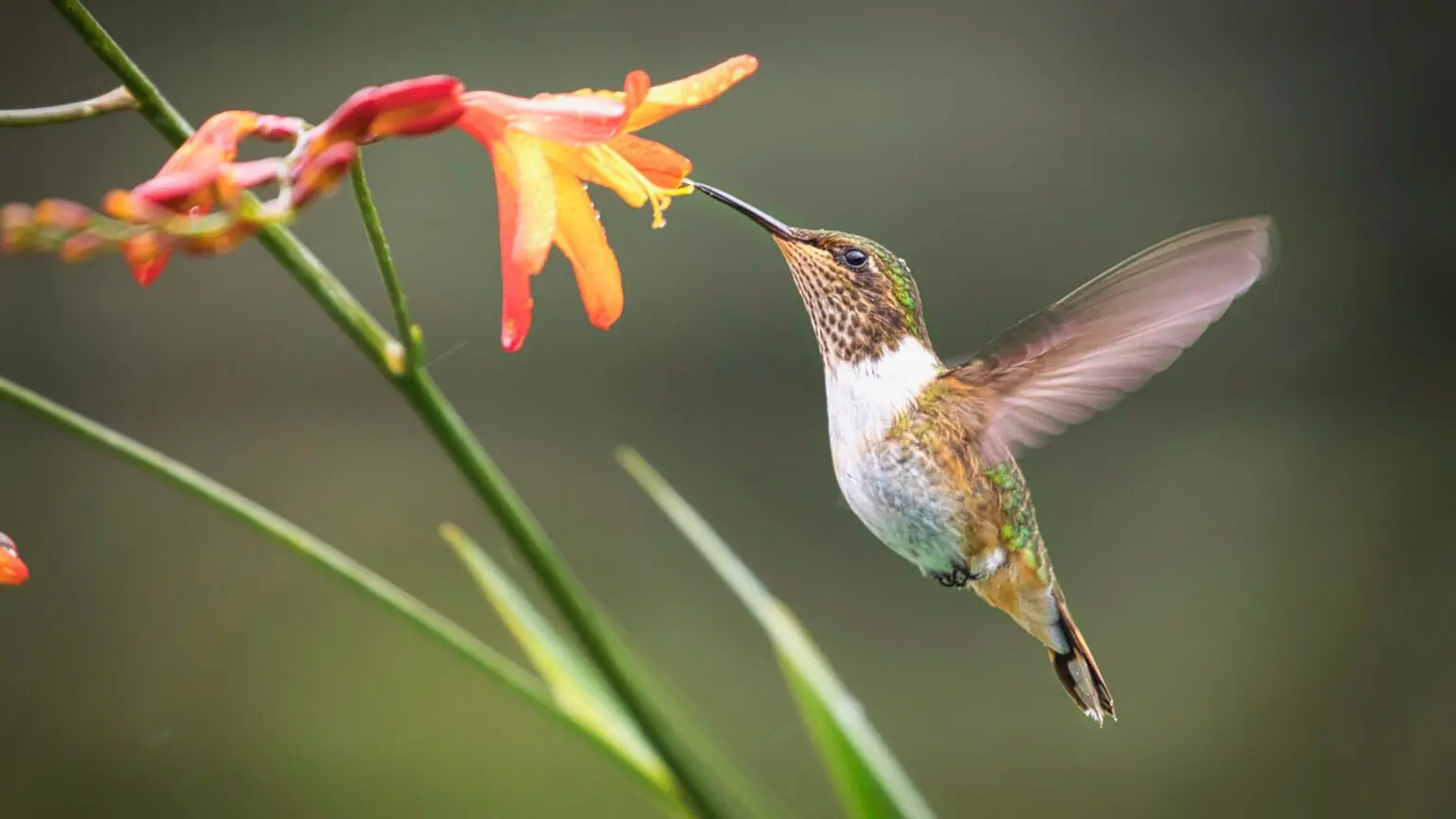 Hummingbirds are amazing