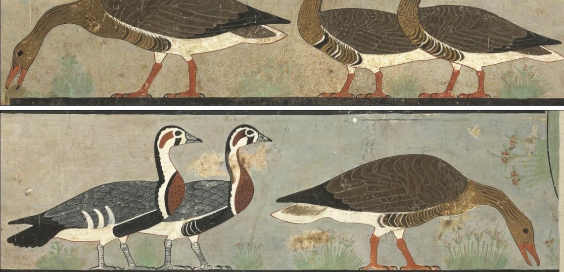 BirdLife International, Egyptian Goose