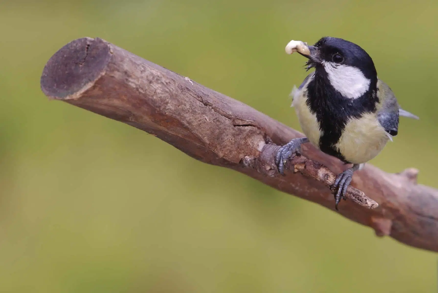 Why we need birds (far more than they need us) - BirdLife International