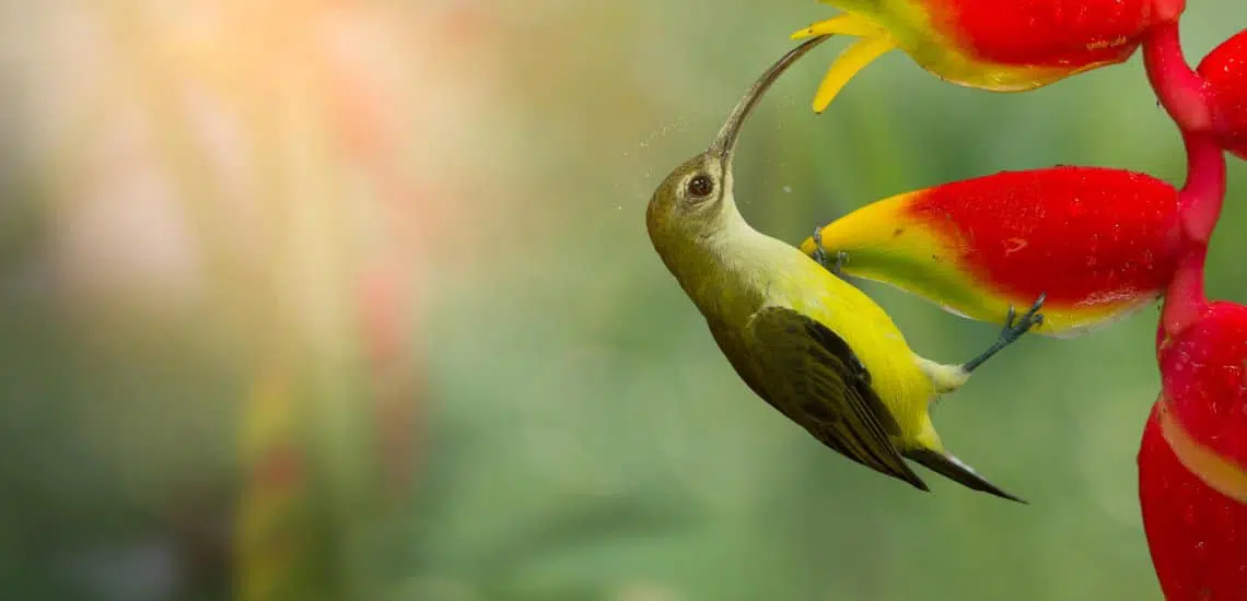 Why we need birds (far more than they need us) - BirdLife International