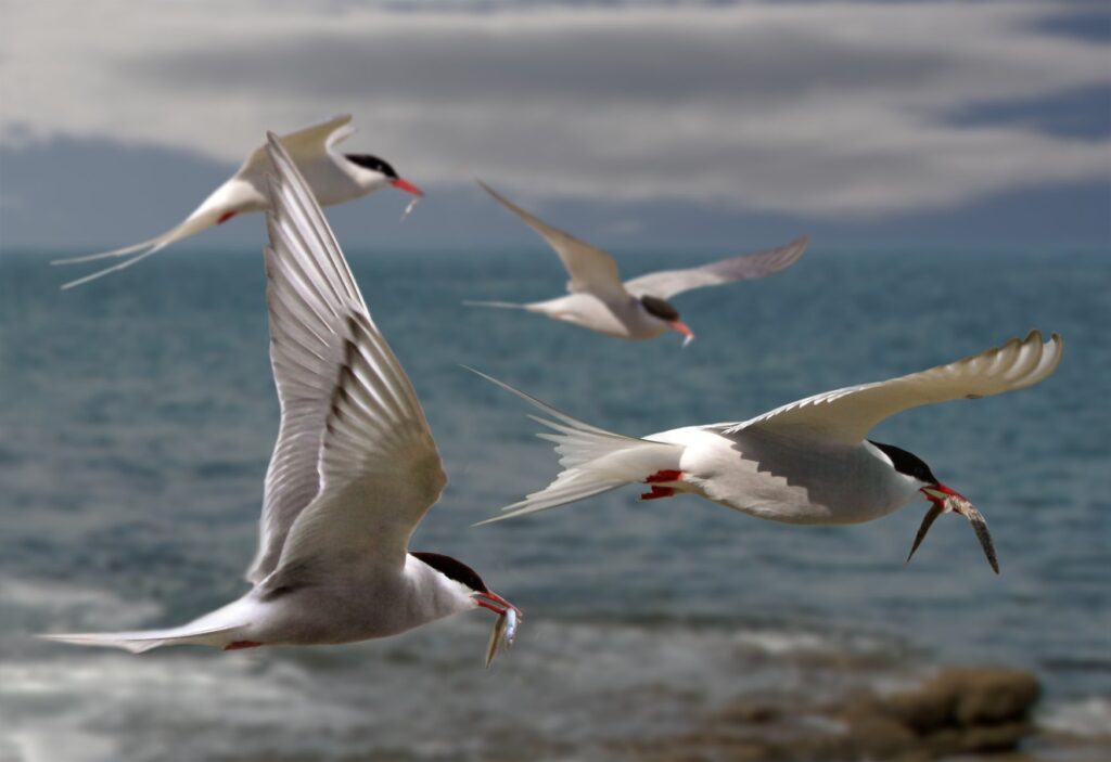 Migration Marathons: 7 unbelievable bird journeys - BirdLife International
