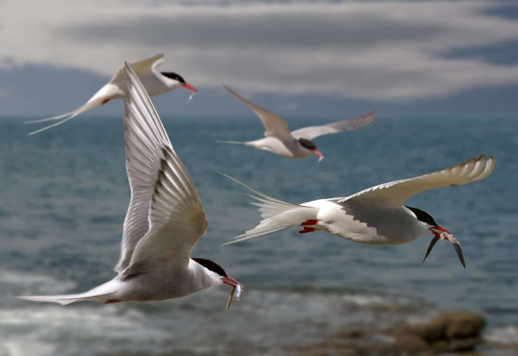 Migratory birds - BirdLife International