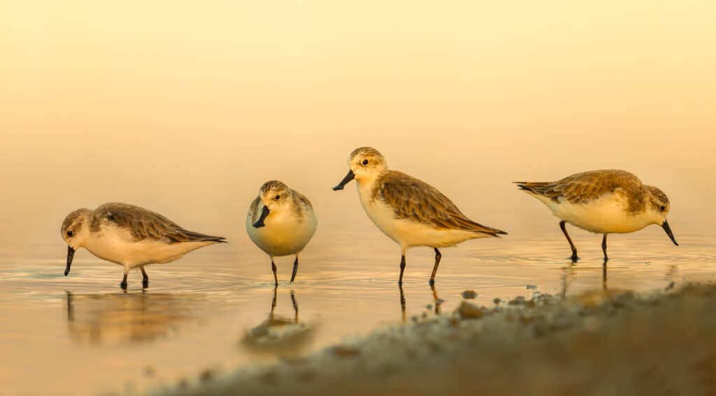 Spoon-billed Sandpipers feeding at coastal wetland © Kajornyot Wildlife Photography