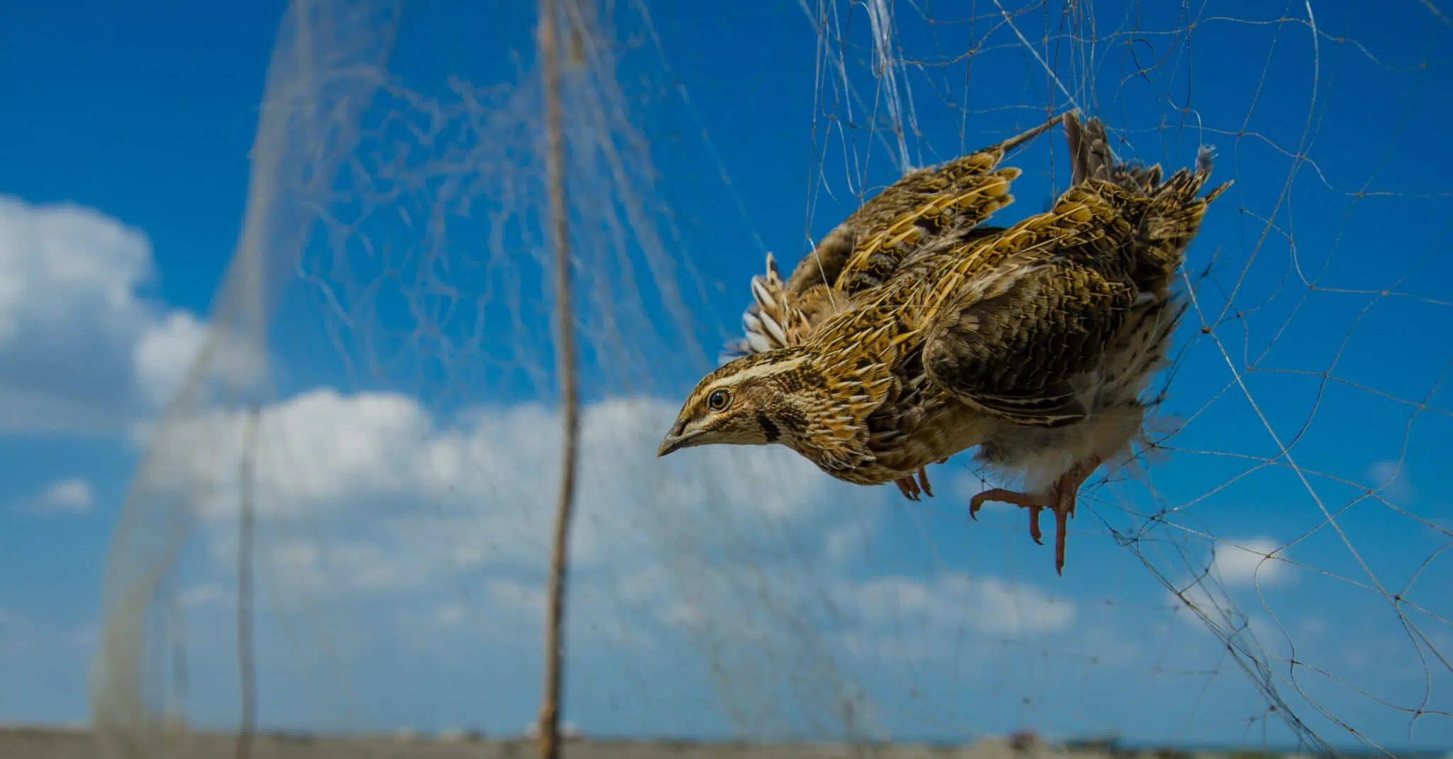 Here's how your support has helped us tackle illegal bird killing -  BirdLife International