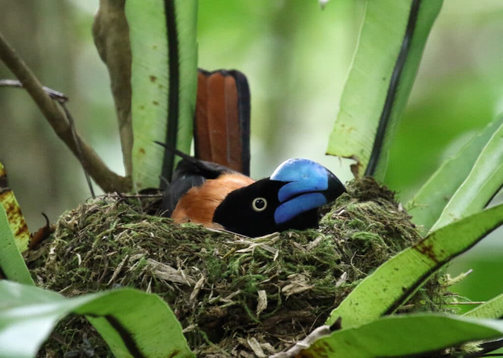 State of Madagascar's birds revealed in landmark publication - BirdLife  International