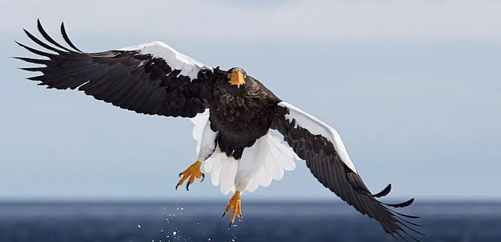 List of Eagle Species - BirdLife International