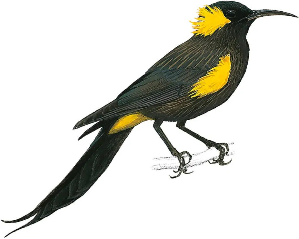 10 amazing birds that have gone extinct - BirdLife International