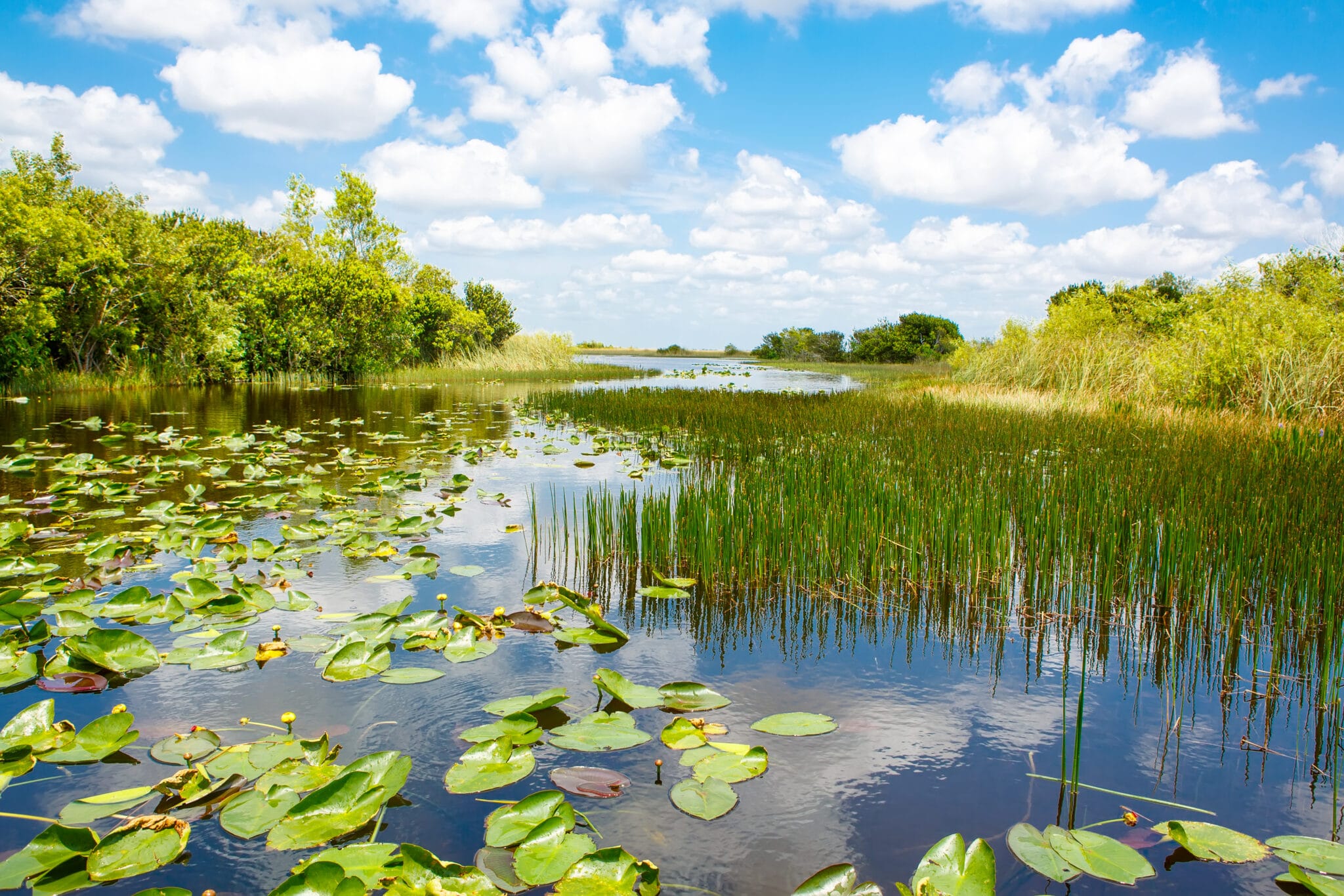 Florida everglades © Romrodphoto / Shutterstock