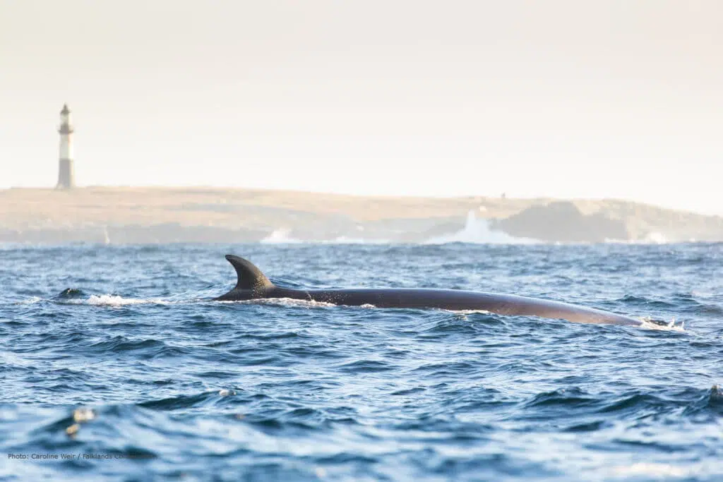 A Sei Whale spotted off the coast of the Falklands Islands © Caroline Weir / Falklands Conservation