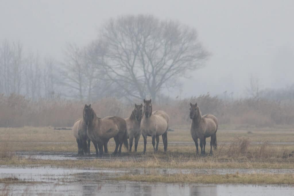 One of OTOP’s nature reserves, where grazing with Polish konik (a horse breed well adapted to living in wet environments) helps to shape habitat for birds © Tomasz Wilk (OTOP)