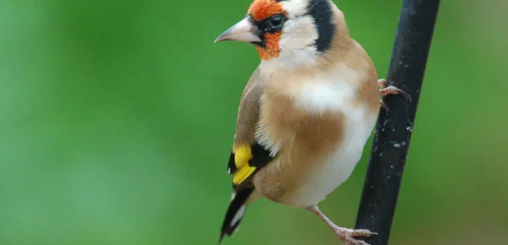 Why do birds sing? - BirdLife International