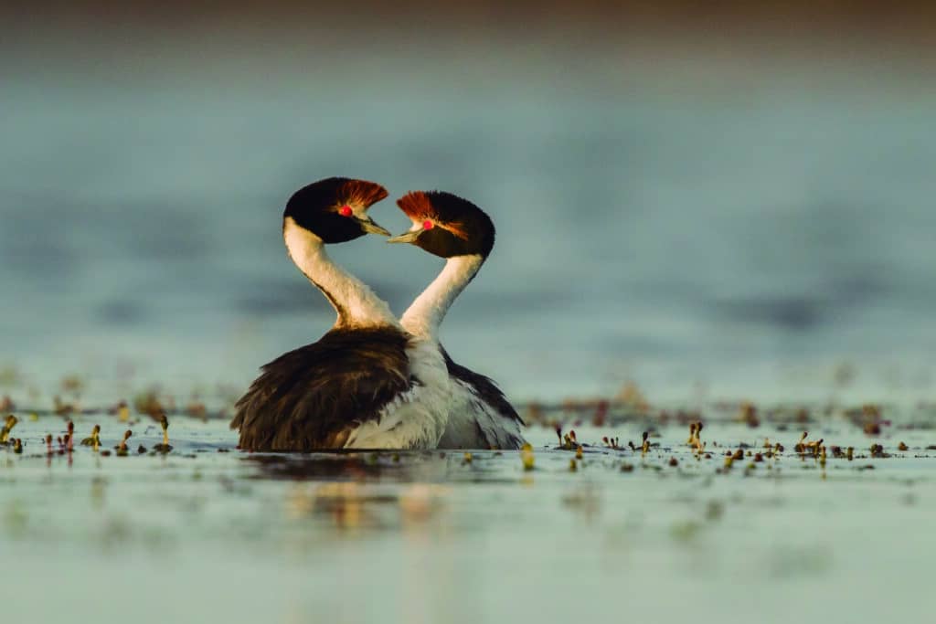 Hooded Grebes