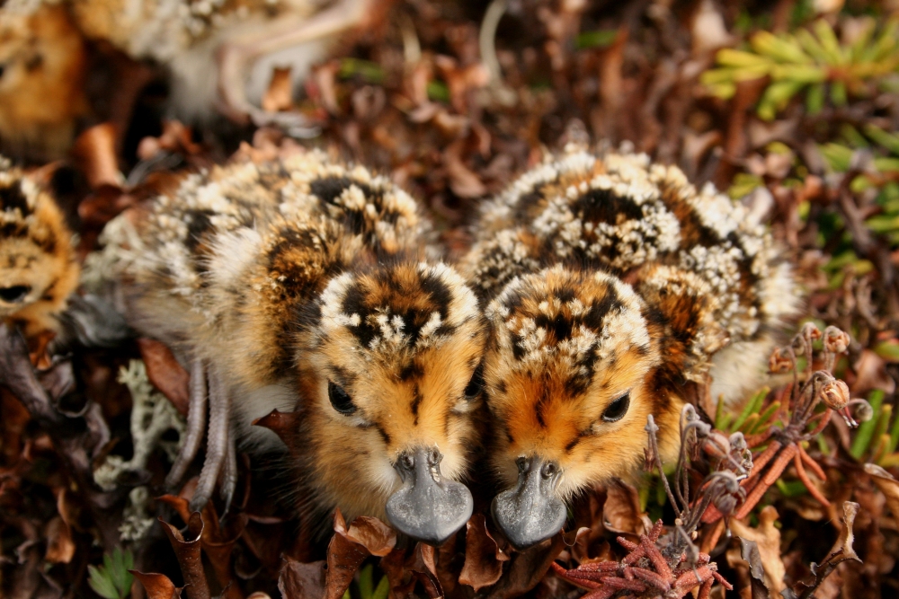 Spoon-billed Sandpiper chicks © Pavel Tomkovich