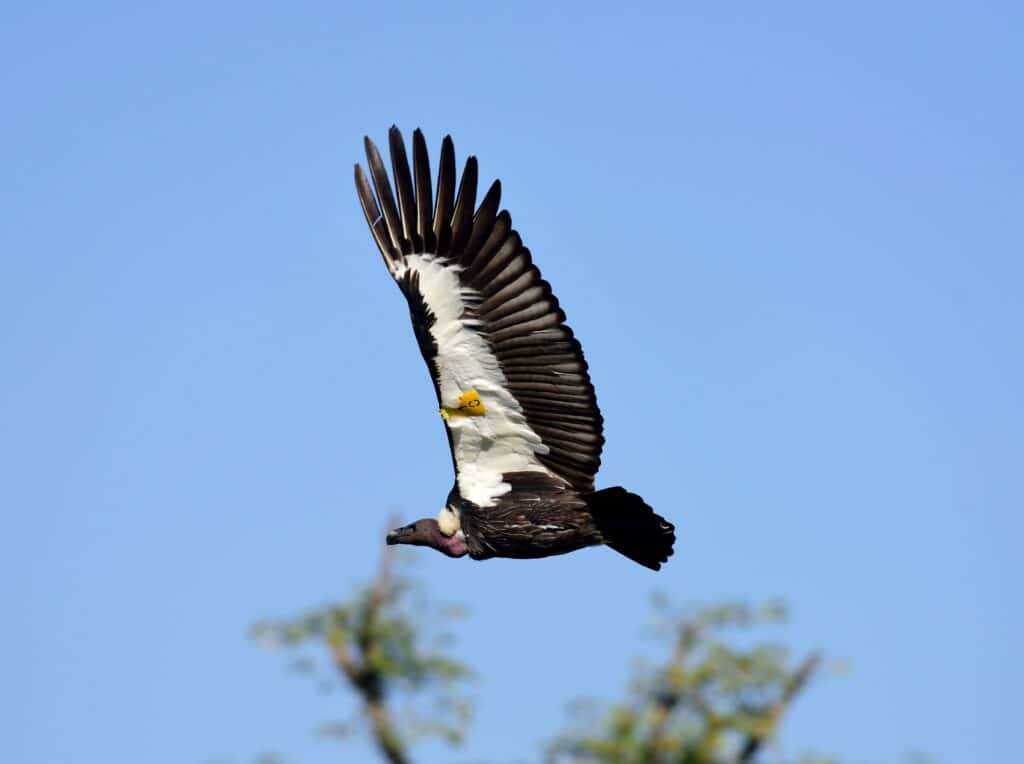 White-rumped Vulture © Jyotendra Thakuri