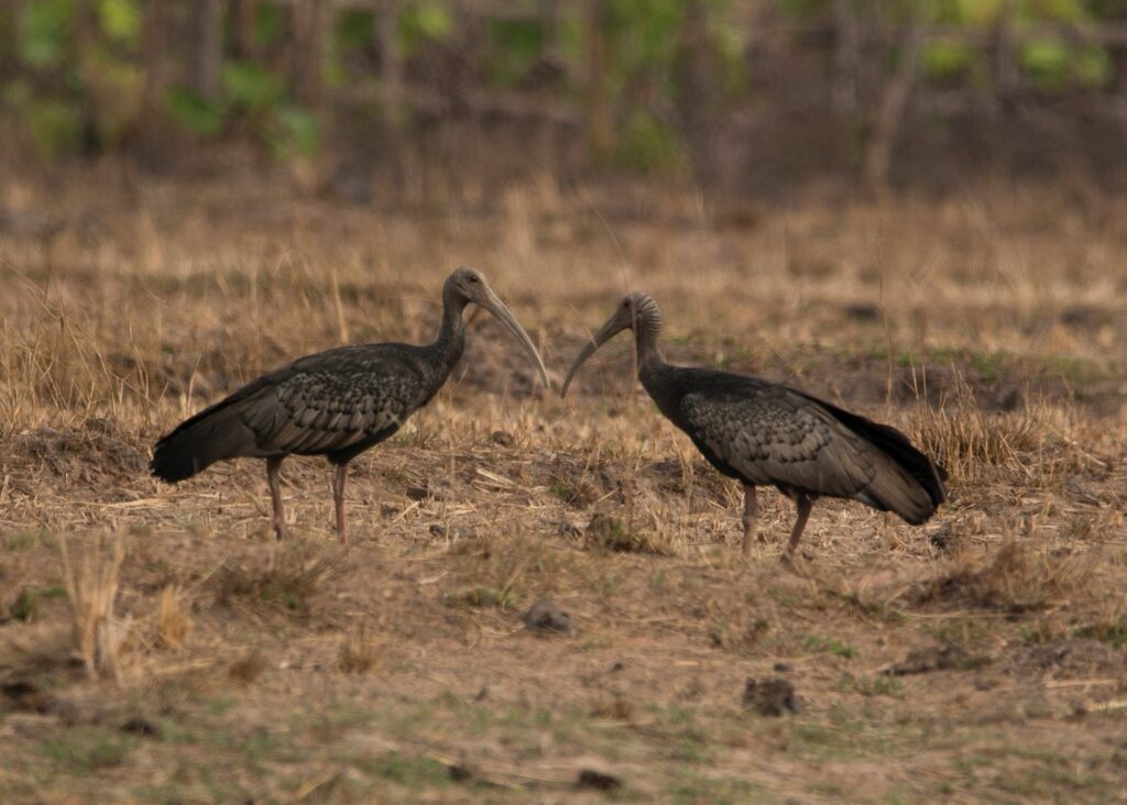 giant ibis, birdlife, IBA, important bird areas
