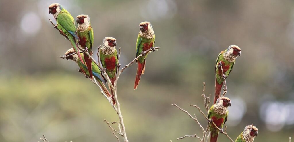 "Grey-Breasted Parakeets" "Grey-Breasted Parakeet" "Parakeet"  "Colourful Birds" Colourful Bird" "Pyrrhura griseipectus" 