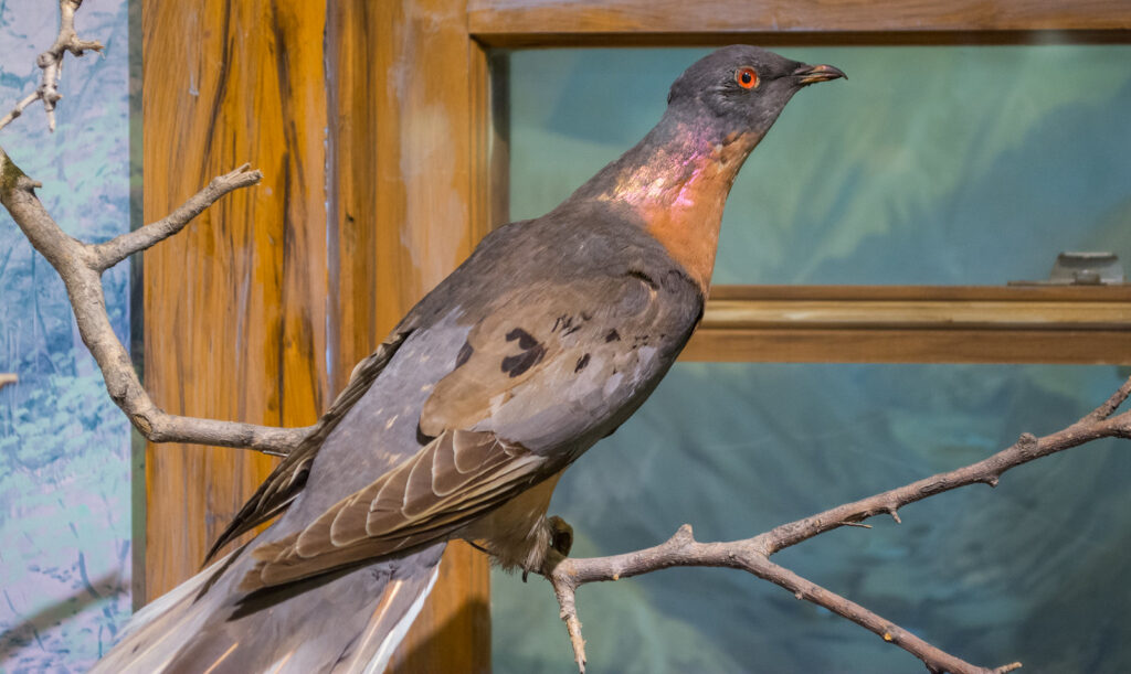 A male Passenger Pigeon on display at the Cleveland Museum of Natural History, Ohio © Tim Evanson / Flickr