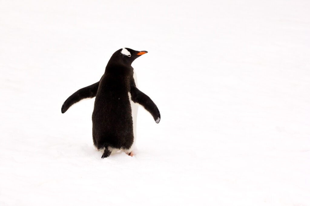 Gentoo Penguin by Stephanie Borrelle